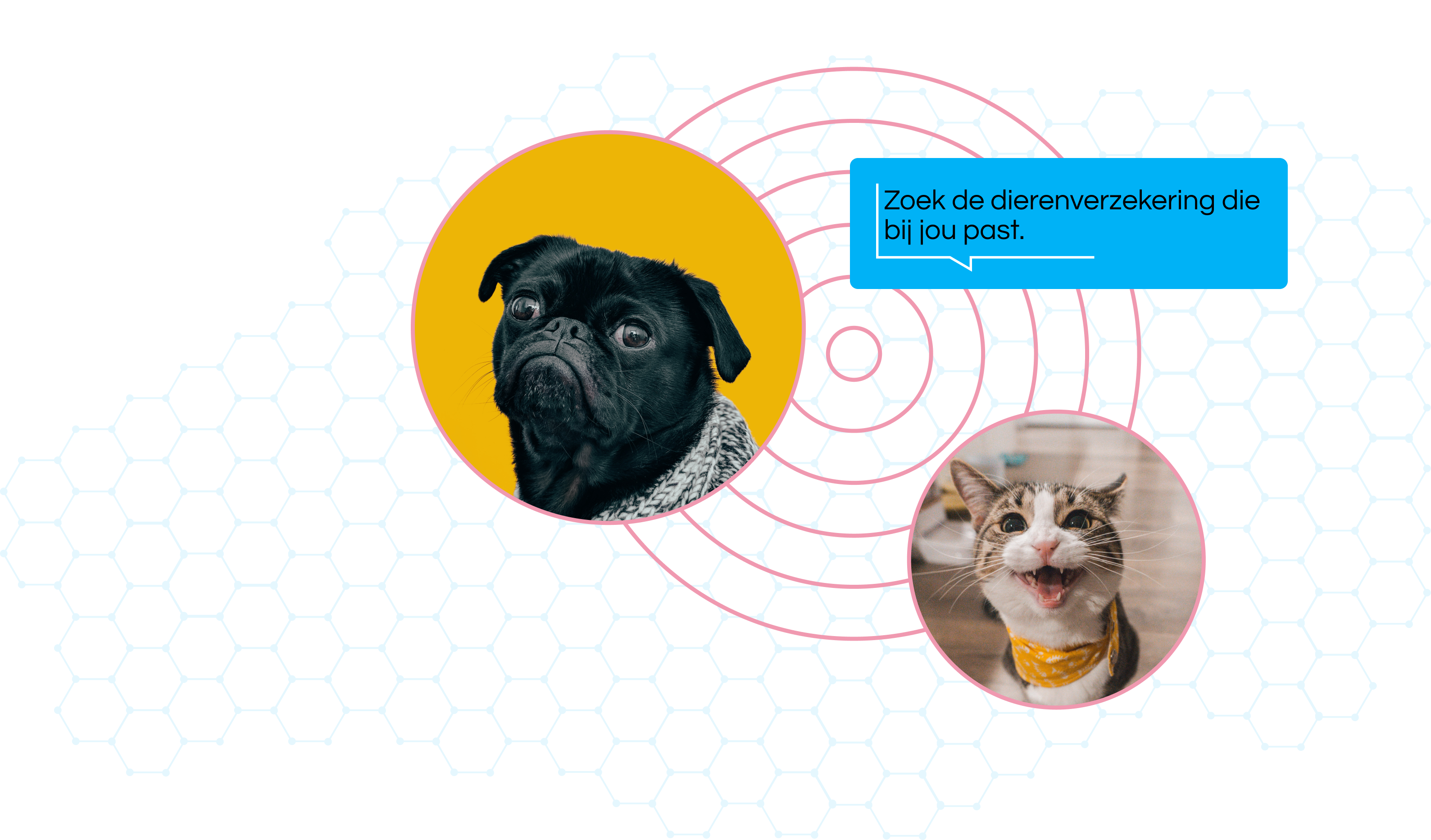 DierenHeroImage